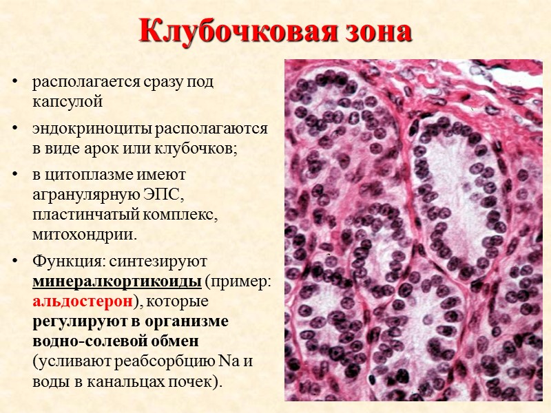 Клубочковая зона располагается cразу под капсулой  эндокриноциты располагаются в виде арок или клубочков;